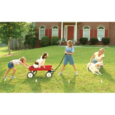 Playing outside with the family dog